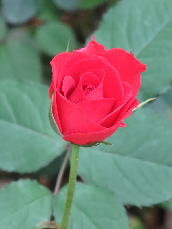 201445̨ɽϿ 113_.jpg