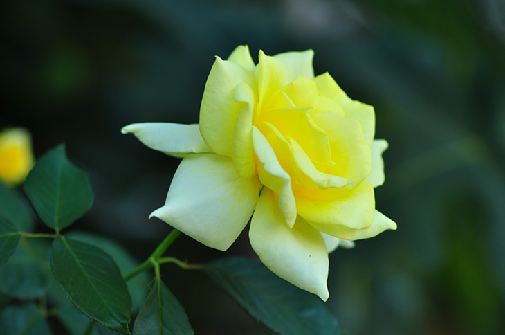 DSC_0229_.jpg