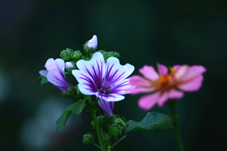 DSC_2746_.jpg