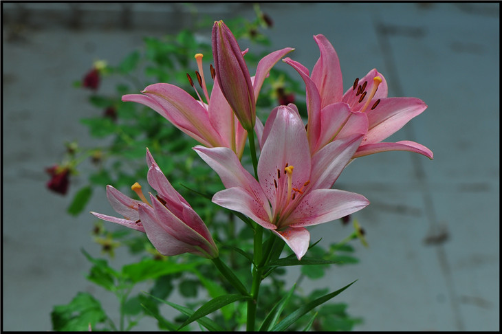 DSC_0940.jpg