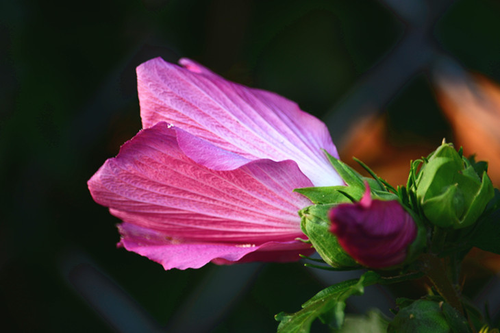DSC_2645_.jpg