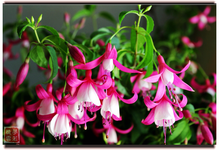20130626 006_conew1_.jpg