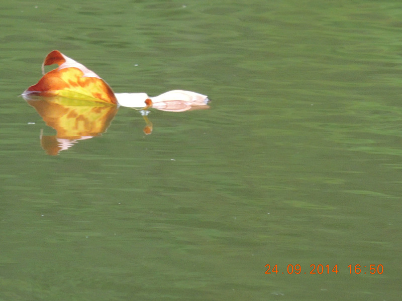 live # 3 2184_.jpg