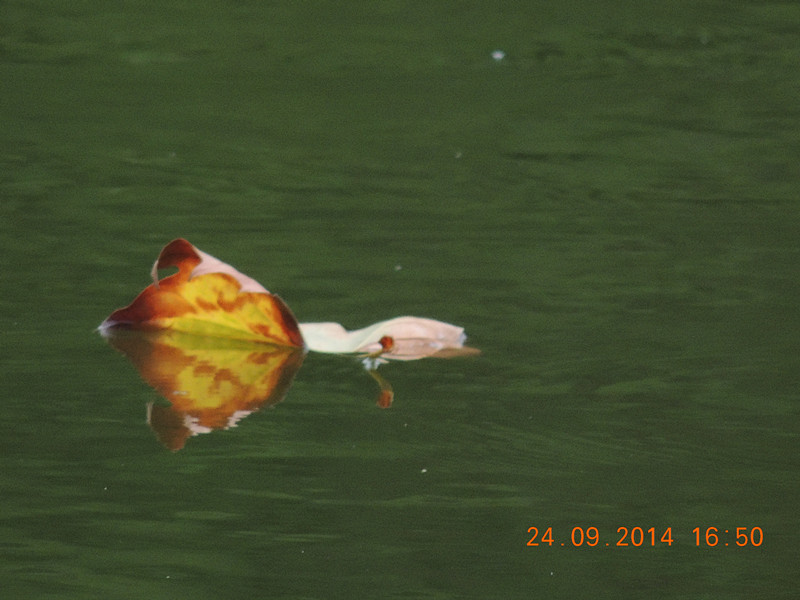live # 3 2185_.jpg