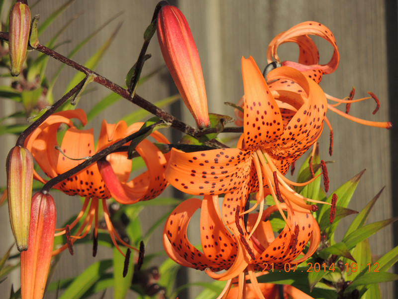 flowers 2014 1896_.jpg