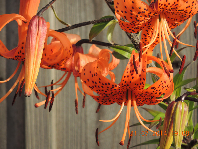 flowers 2014 1879_.jpg