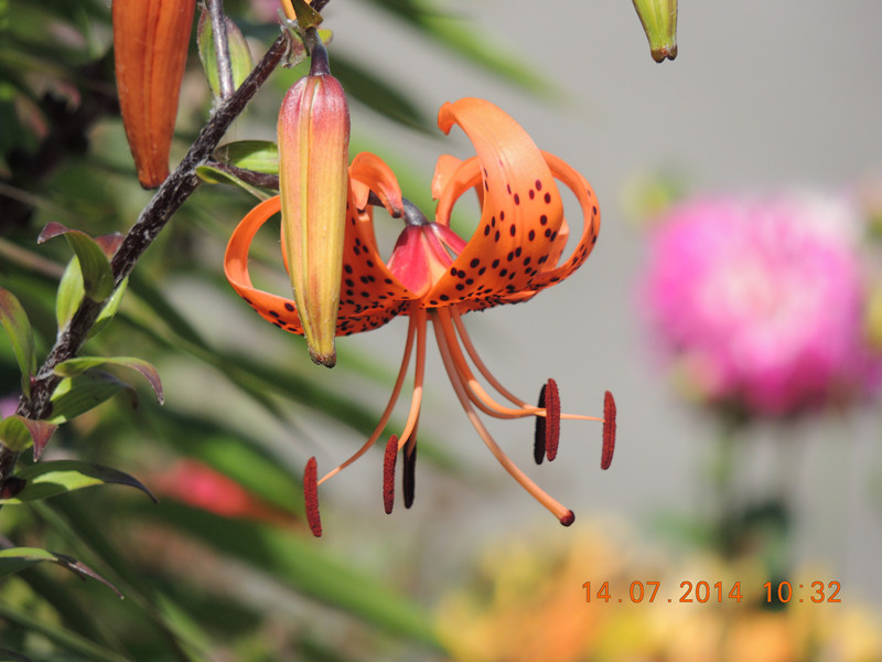flowers 2014 1750_.jpg