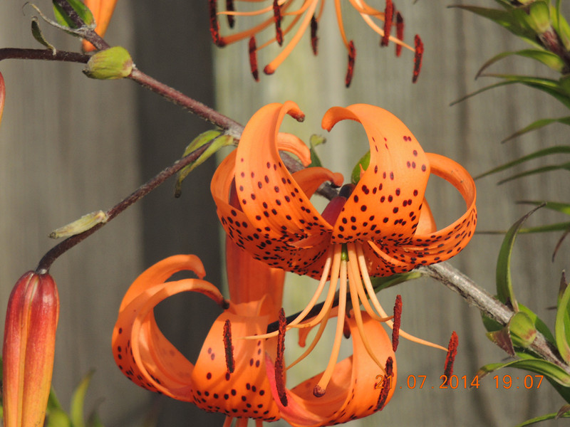 flowers 2014 1873_.jpg
