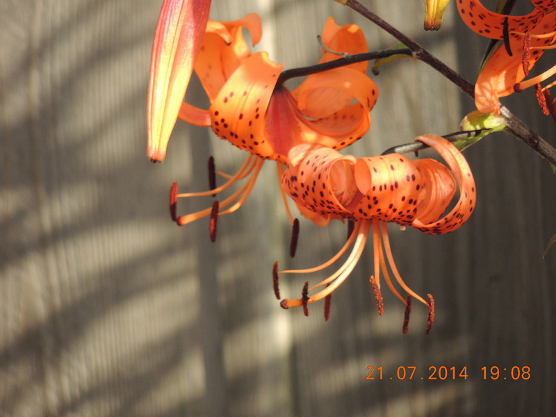 flowers 2014 1877_.jpg