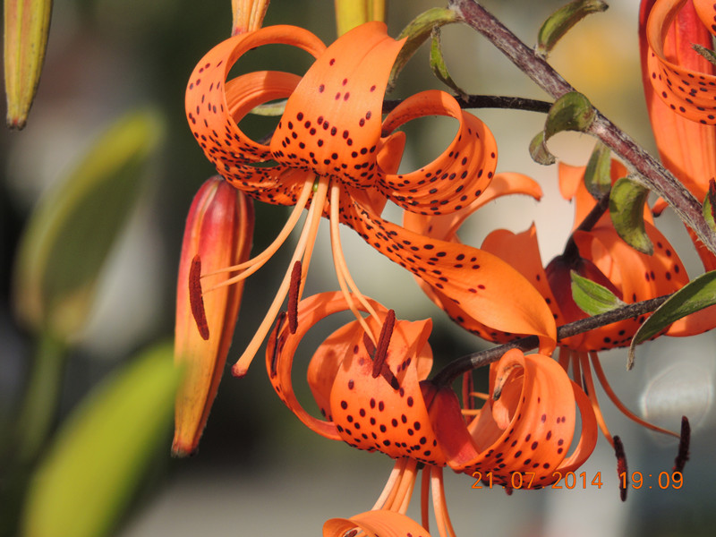 flowers 2014 1883_.jpg