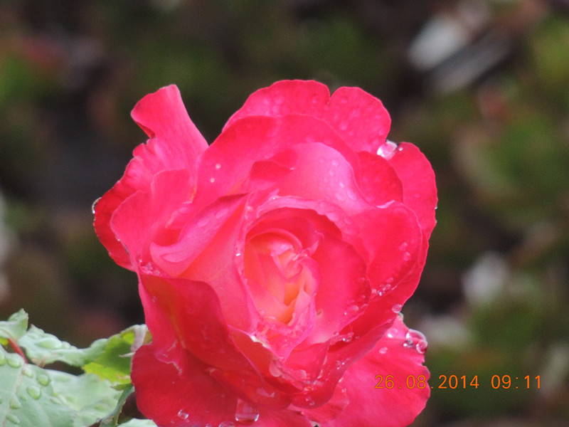 flowers 2014 1996_.jpg