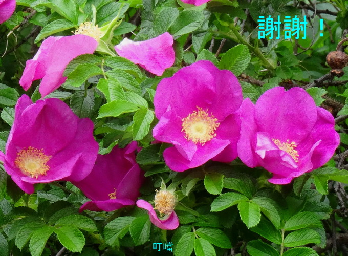 DSC01565w_1.jpg