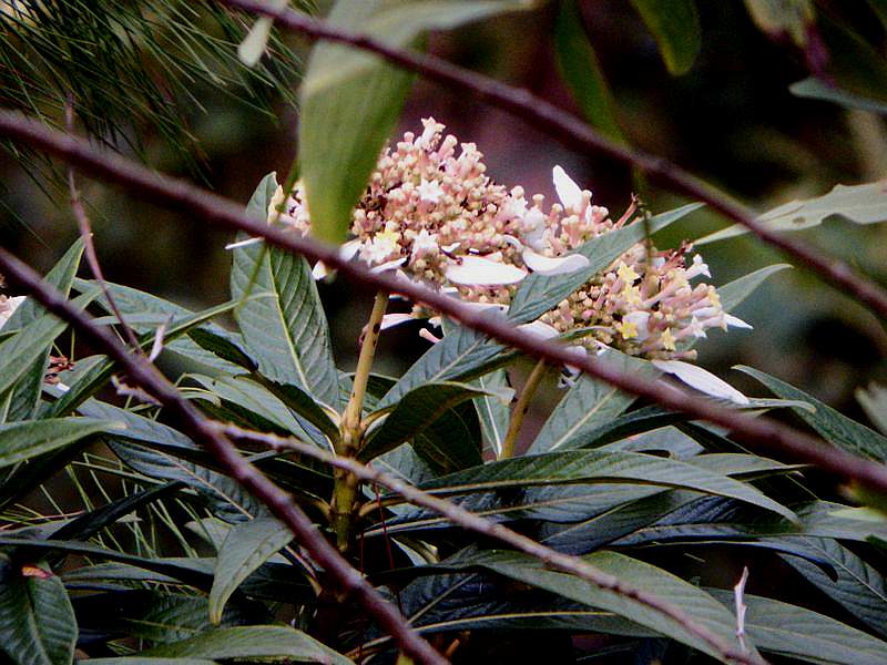 DSCF1264.jpg
