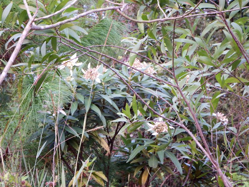 DSCF1261.jpg