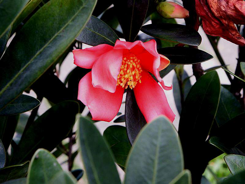 DSCF0823.jpg