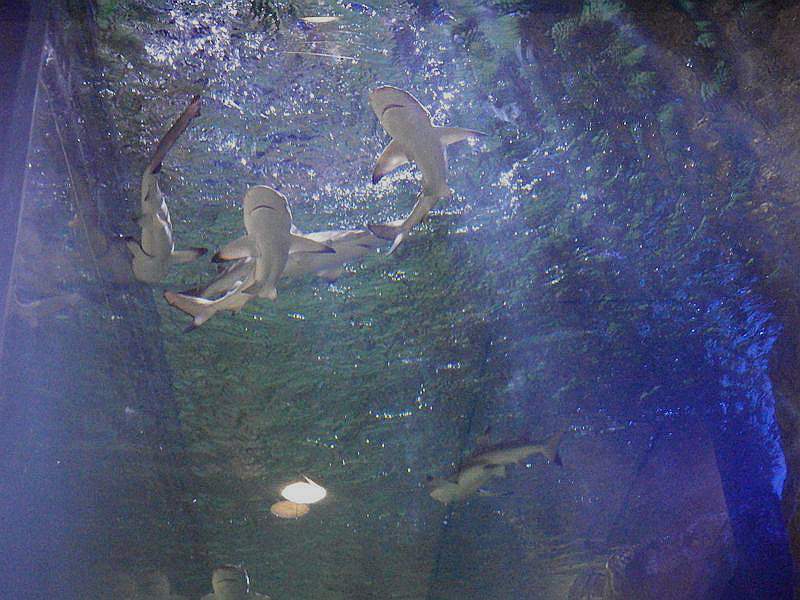 DSCF1106.jpg