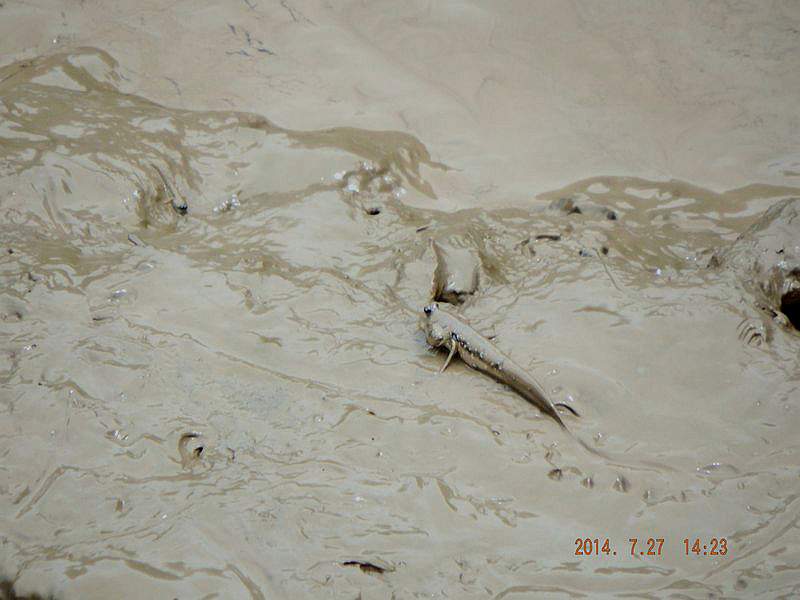 DSCF1654.jpg