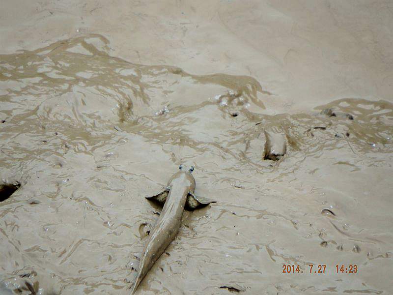 DSCF1655.jpg