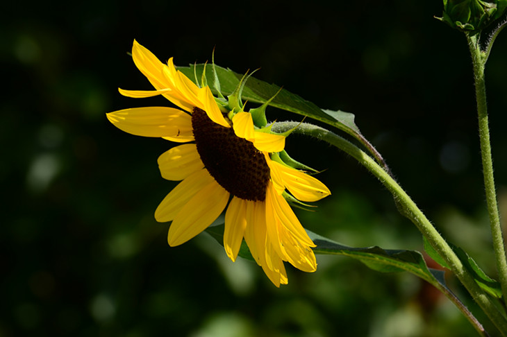 DSC_3809_.jpg