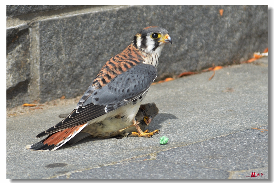 DSC_3262_.jpg