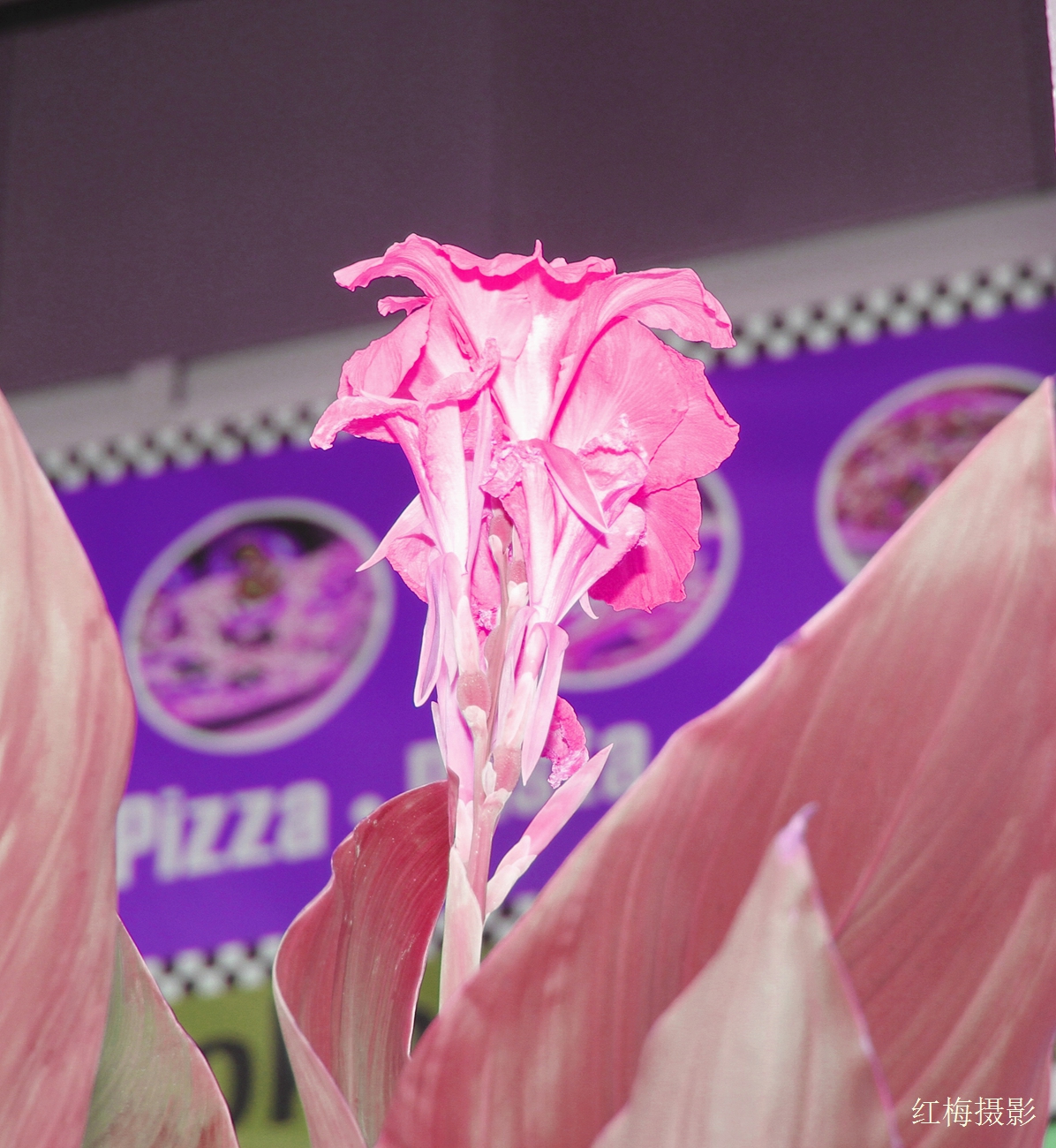 _MG_0445.JPG