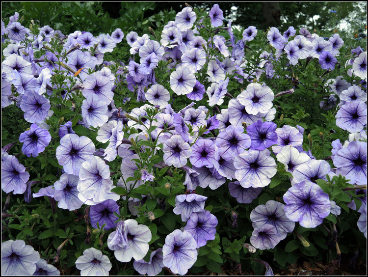 DSCN3596.jpg