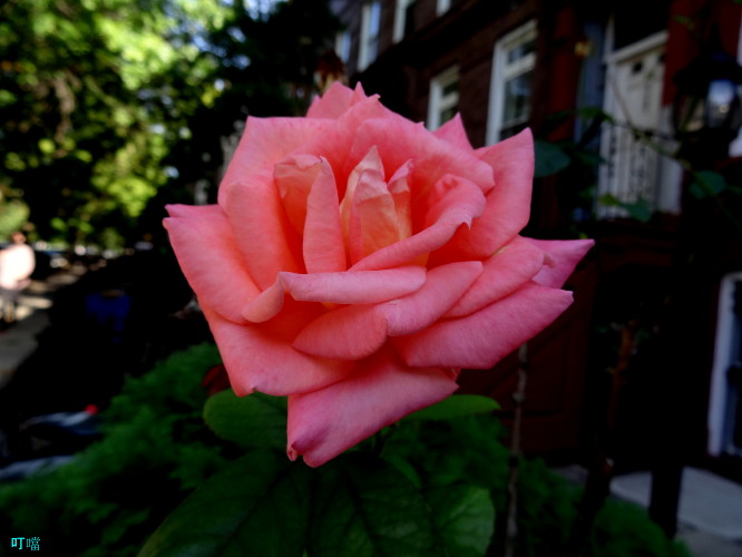 DSC03558_1.JPG