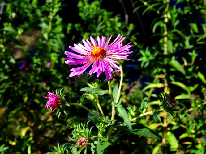 DSC03553_1.JPG
