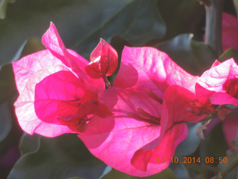 Flowers 2014 2372_.jpg
