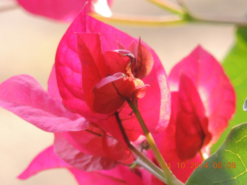 Flowers 2014 2408_.jpg