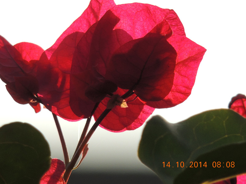 Flowers 2014 2403_.jpg