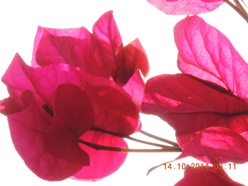 Flowers 2014 2415_.jpg