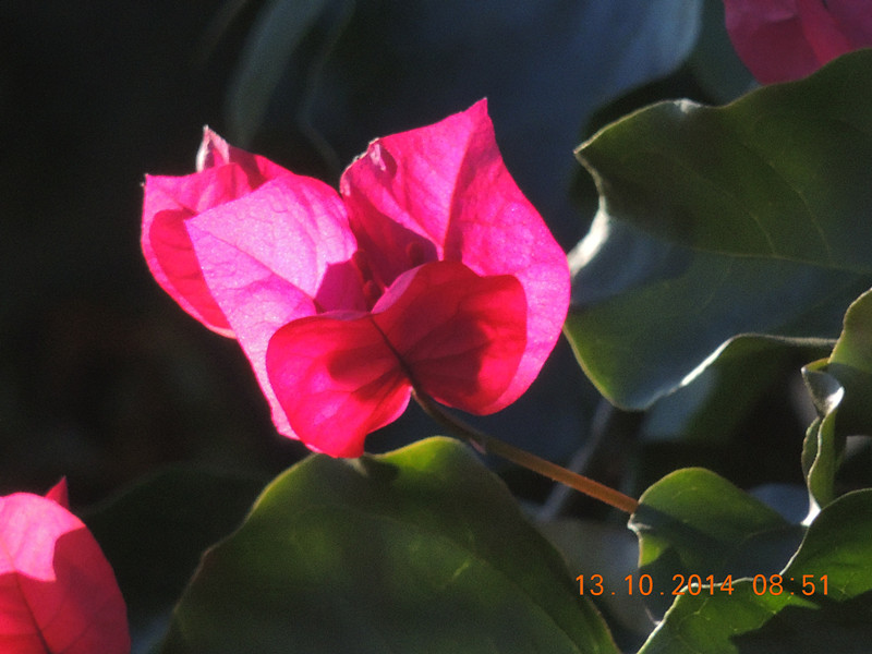 Flowers 2014 2373_.jpg