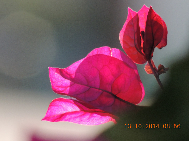 Flowers 2014 2399_.jpg