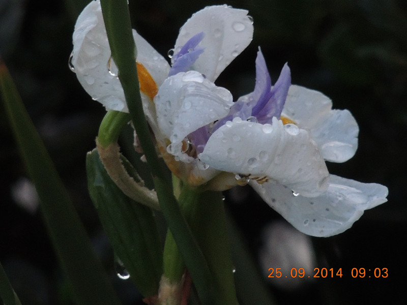 Flowers 2014 2163_.jpg