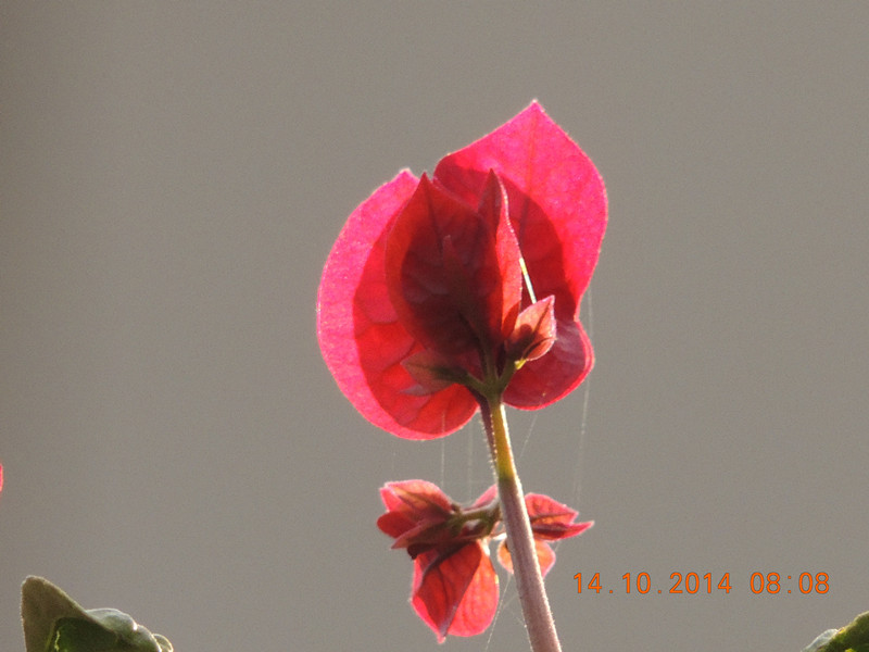 Flowers 2014 2405_.jpg