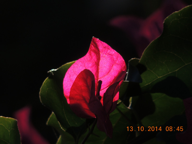 Flowers 2014 2357_.jpg