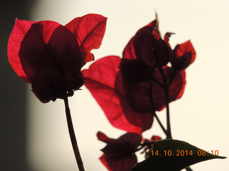 Flowers 2014 2411_.jpg