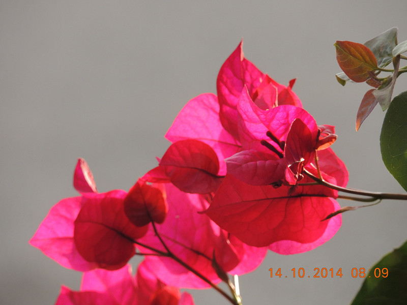 Flowers 2014 2406_.jpg
