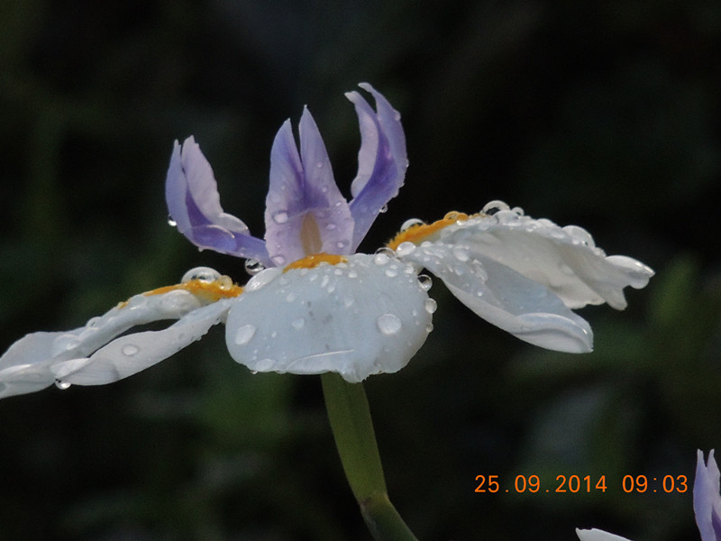 Flowers 2014 2165_.jpg