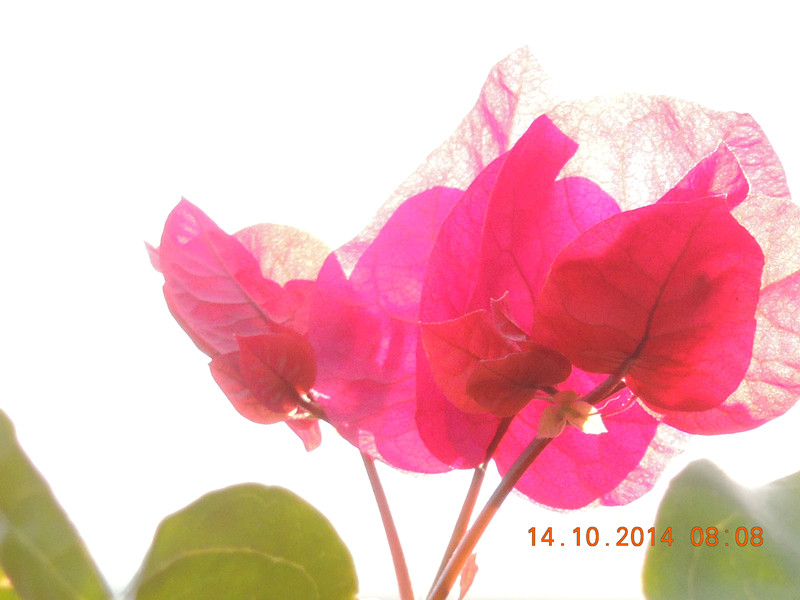 Flowers 2014 2402_.jpg