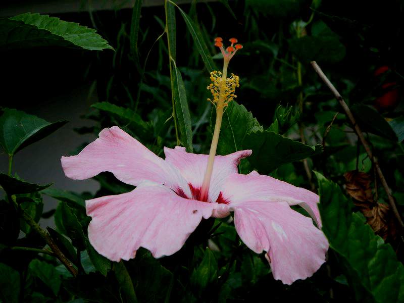DSCF6350.jpg