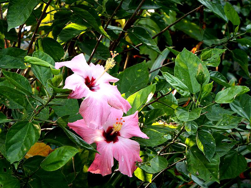 DSCF6345.jpg