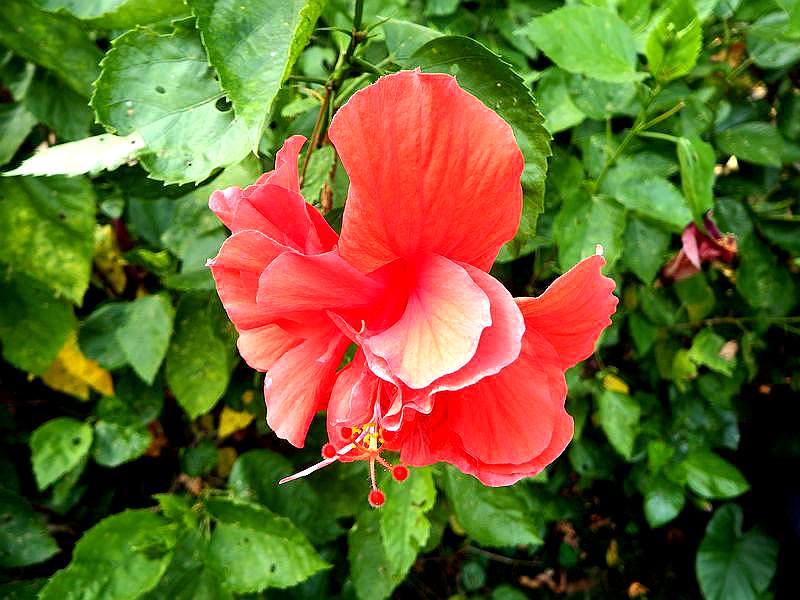 DSCF6356.jpg