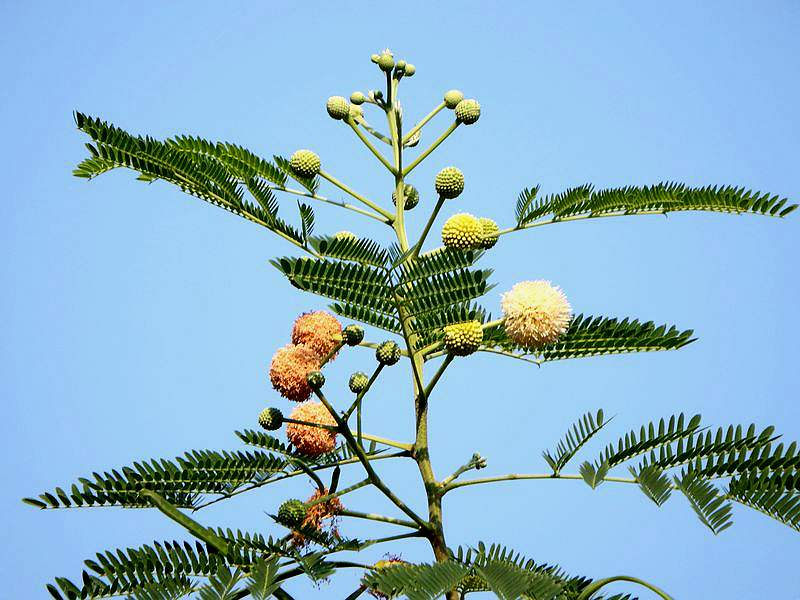 DSCF6325.jpg