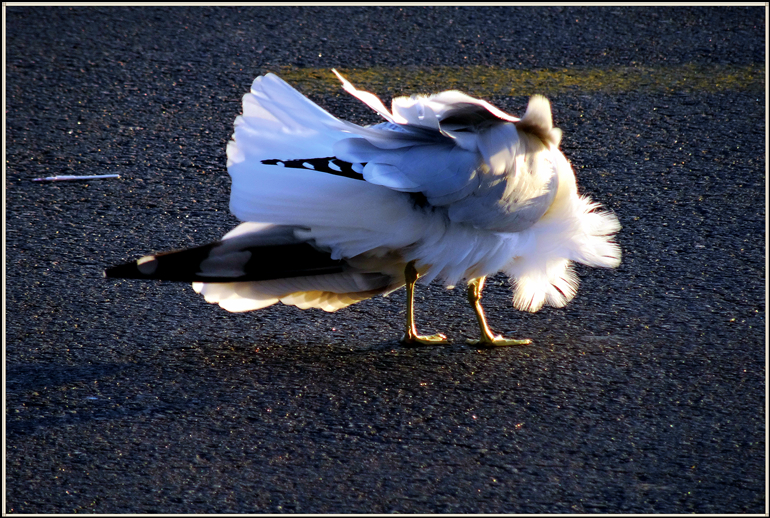 DSC08322_.jpg