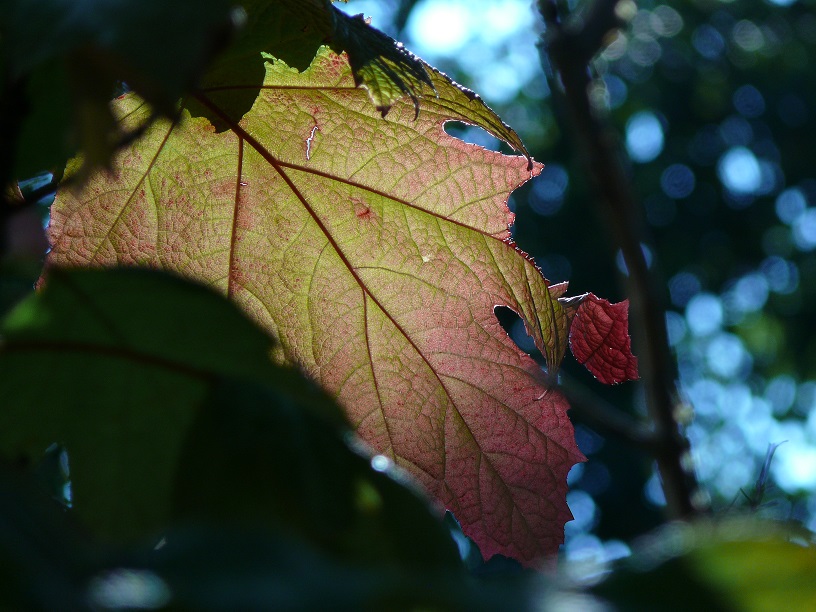 L1700678.JPG