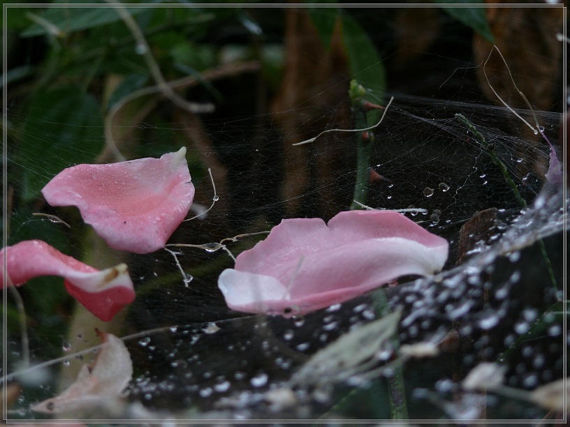 l1650782_conew2.jpg