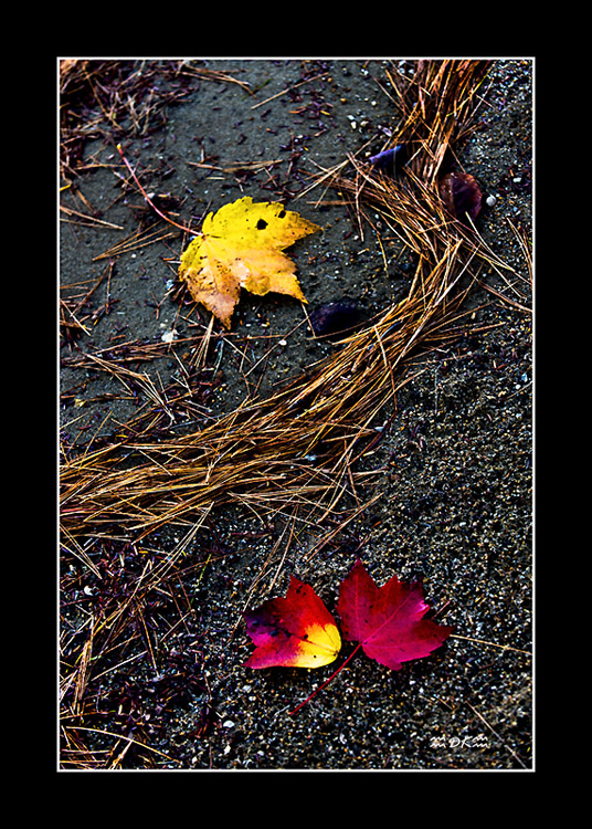 DSC_8963C1.jpg