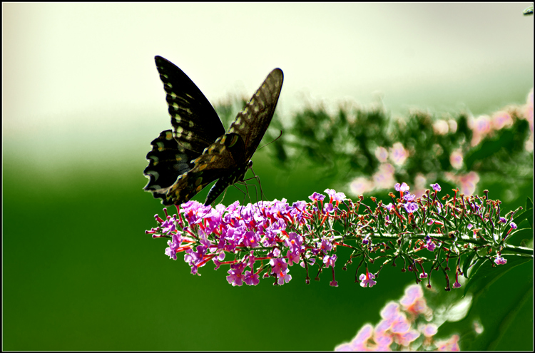 DSC8626_.jpg